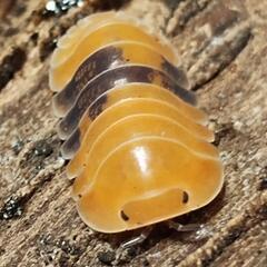 虫　ペット　ダンゴムシ　アンバーダッキー　10匹