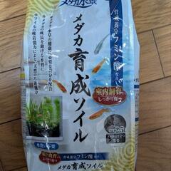 メダカ活の時期がきました！