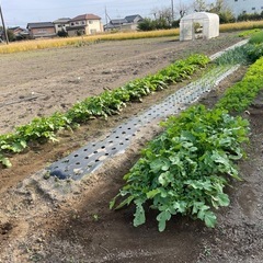加須園芸部(仮)部員募集！