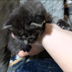 黒と少し虎柄の子猫🐱