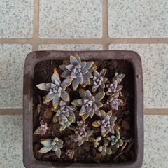 💖多肉植物④💖