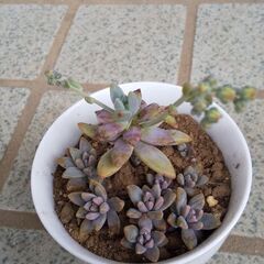 💖多肉植物②💖