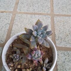 💖多肉植物③💖