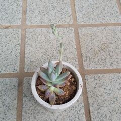 💖多肉植物⑥💖