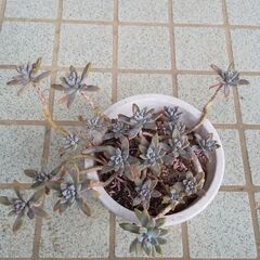 💖多肉植物⑦💖の画像