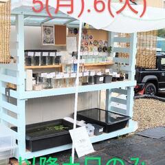 要メダカ無人販売所　改良めだか