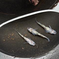 メダカ　白斑サファイア　トリオ