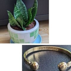 マギーブレスレットМ 磁気ブレスレット（新品）×観葉植物/サンセ...