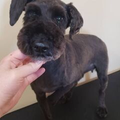 ミニチュアシュナウザー(♀️４歳)