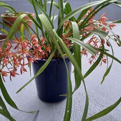 キンリョウヘン