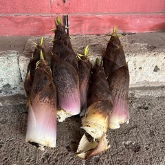 筍　タケノコ　朝どれ　初物　
