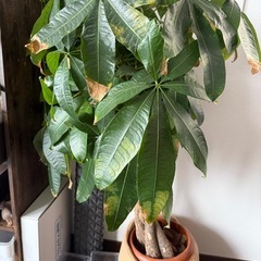 観葉植物
