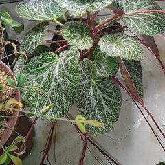 ユキノシタ苗