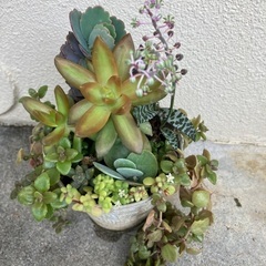 多肉植物寄植③