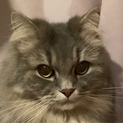 助け合える猫友を探しています