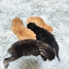 子猫の里親募集
