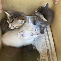 子猫里親募集❣️