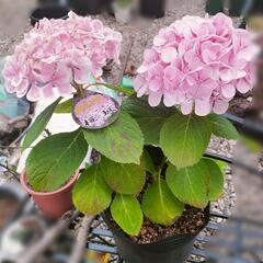 【ハイドランジア】人気品種の「桜坂」
