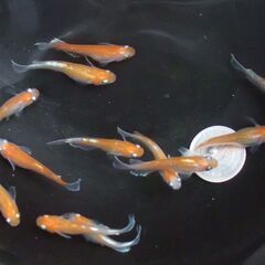 D-18 （上物）　 レッドクリフ 紅白 　１2匹　