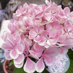 【ハイドランジア】人気品種の「桜坂」の画像