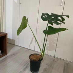 モンステラ