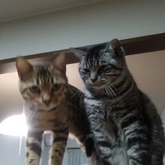 【候補者あり。一時停止】ベランダ　猫　脱走防止柵の製作をお願いします。