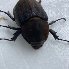 ヘラクレスオオカブトメス単品