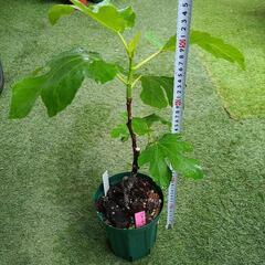 イチジク 無花果 バナーネ