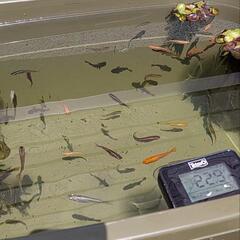 【めだか】ミックスめだか1匹30円よりの画像