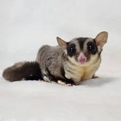 フクロモモンガの里親募集