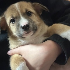 雑種　子犬　オスメス