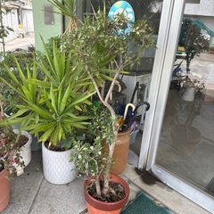 ひいらぎ
