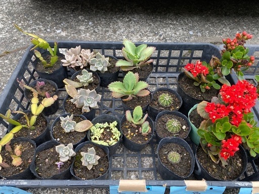 【中古】 シチリアの風 アーモンドの花咲く島より/北の杜編集工房/ほんともこ 特選 訪問着 着物 中古 袷 桐屋 翠山工房 辻が花 絞り 地模様 金