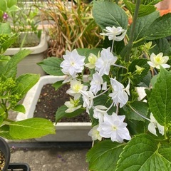 【中古】 シチリアの風 アーモンドの花咲く島より/北の杜編集工房/ほんともこ 特選 訪問着 着物 中古 袷 桐屋 翠山工房 辻が花 絞り 地模様 金