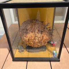 蜂の巣 縁起ものの画像