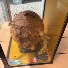 蜂の巣 縁起ものの画像