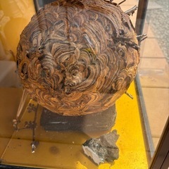 蜂の巣 縁起ものの画像
