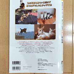 見るだけで楽しく視力回復！目がよくなるかわいいねこ写真の画像