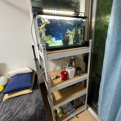 水槽60cm及金魚の画像