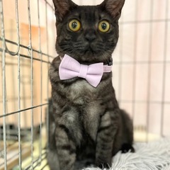 真ん丸お目目で👀ブラックスモーク毛色のアラレちゃん🐈‍⬛