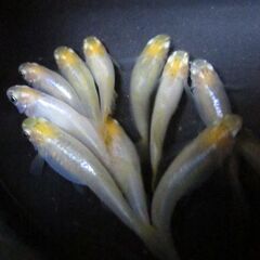 めだか メダカ「華蕾 はなつぼみ」の有精卵40個＋α