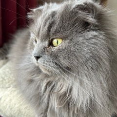 スコティッシュの男の子