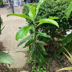 びわの木