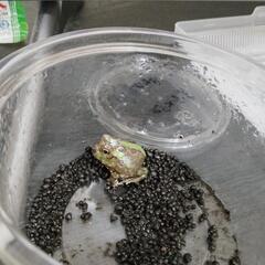 チャコガエル
