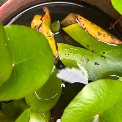 睡蓮　白の画像