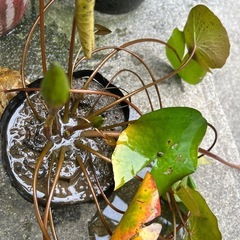 睡蓮　白の画像