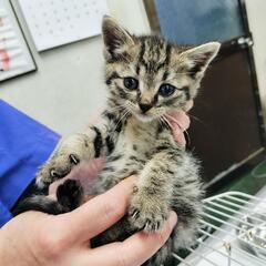 動物病院に持ち込まれたはぐれ子猫