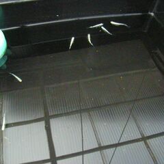 めだか-チカチカミユキの画像