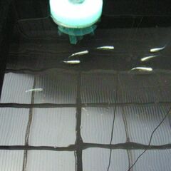 めだか-チカチカミユキの画像
