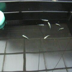 めだか-チカチカミユキの画像